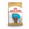 Royal Canin Cocker Spaniel Puppy Yavru Köpek Maması 3 Kg