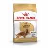 Royal Canin Cocker Spaniel Adult Yetişkin Köpek Maması 3 Kg