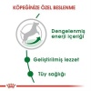 Royal Canin Mini Adult Küçük Irk Yetişkin Köpek Maması 2 Kg