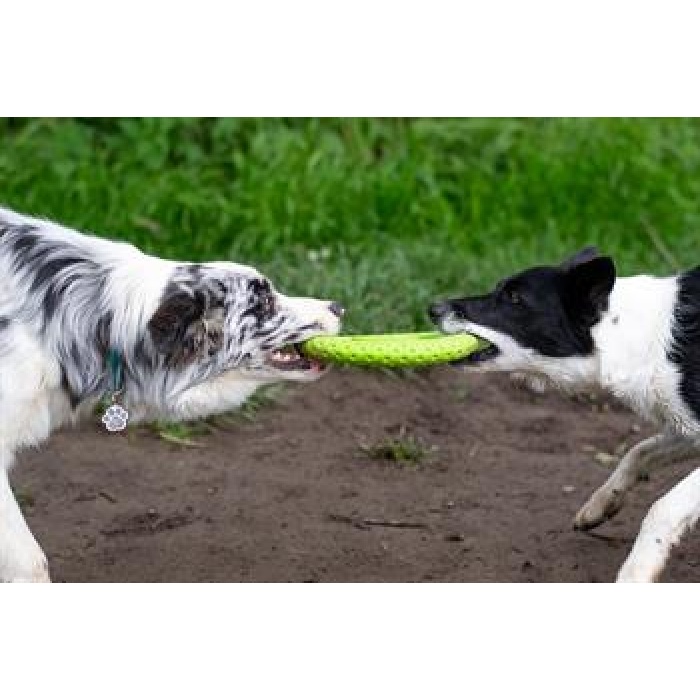 Kiwi Walker Dayanıklı Yüzen Köpek Oyuncağı Frizbi Mini