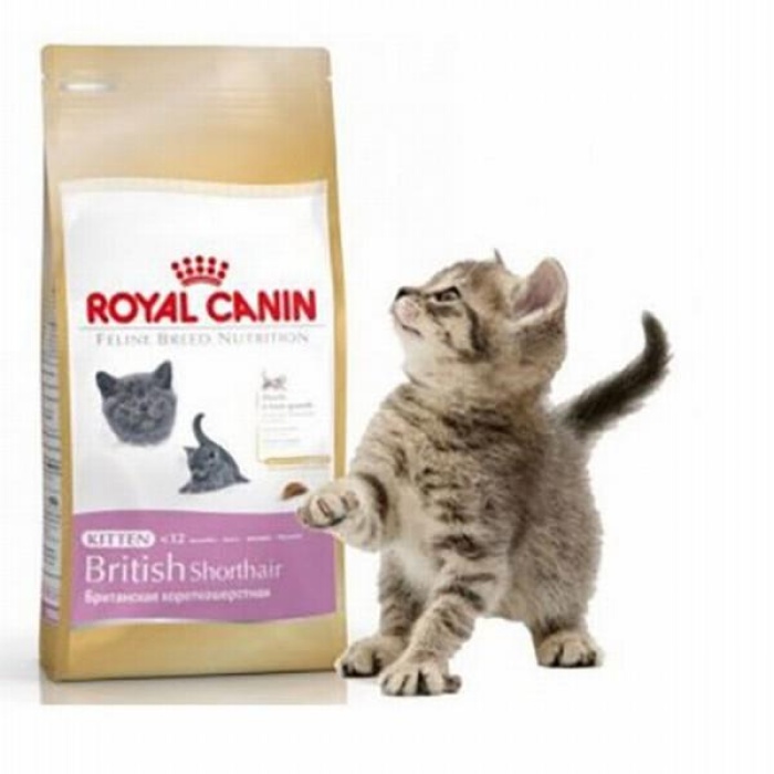 Royal Canin British Shorthair Kitten Yavru Kedi Maması 2 Kg