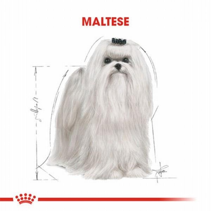 Royal Canin Maltese Terrier Adult Yetişkin Köpek Maması 1,5 Kg