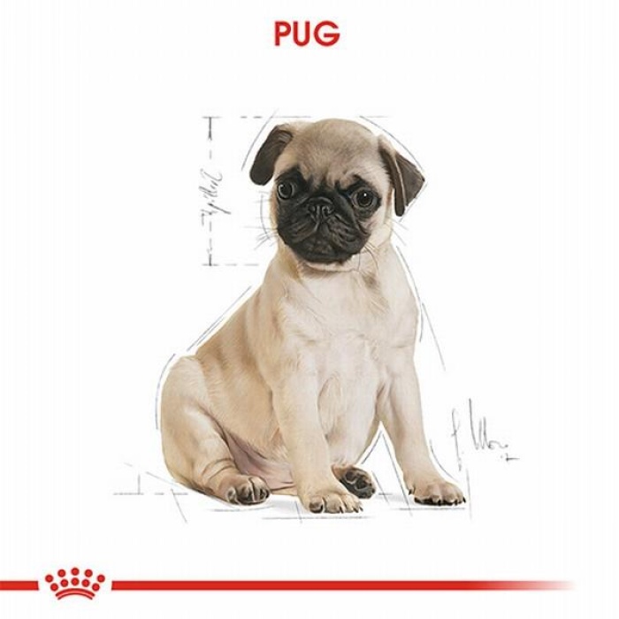 Royal Canin Pug Puppy Yavru Köpek Maması 1,5 Kg