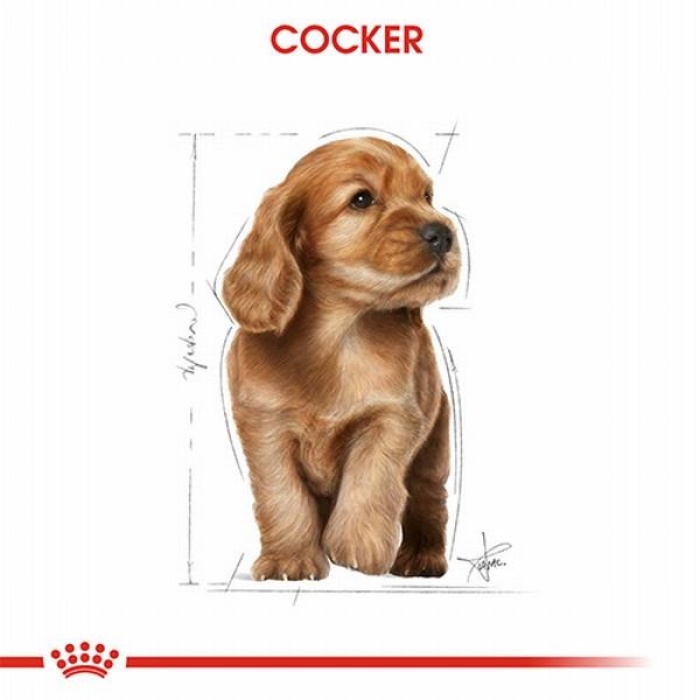 Royal Canin Cocker Spaniel Puppy Yavru Köpek Maması 3 Kg