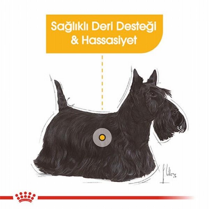 Royal Canin Ccn Mini Dermacomfort Adult Küçük Irk Yetişkin Köpek Maması 3 Kg