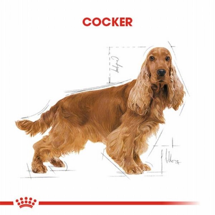 Royal Canin Cocker Spaniel Adult Yetişkin Köpek Maması 3 Kg