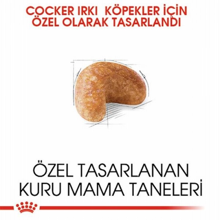 Royal Canin Cocker Spaniel Adult Yetişkin Köpek Maması 3 Kg