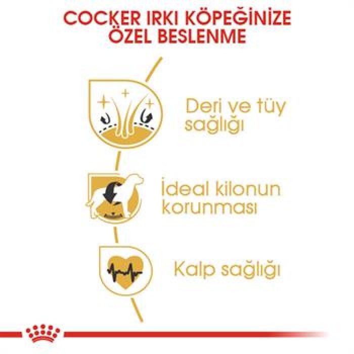 Royal Canin Cocker Spaniel Adult Yetişkin Köpek Maması 3 Kg