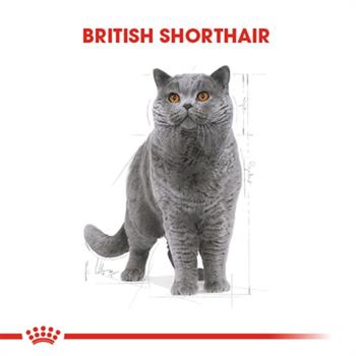 Royal Canin British Shorthair Adult Yetişkin Kedi Maması 2 Kg