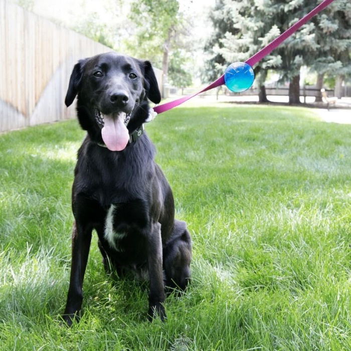 Kong TagAlong Gezdirme Kayışına Asılabilir Köpek Oyun Topu M