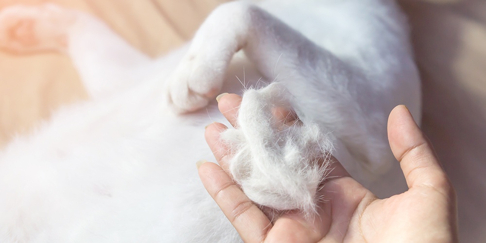 Kedi Tüy Dökülmesi Nedenleri ve Çözüm Yolları