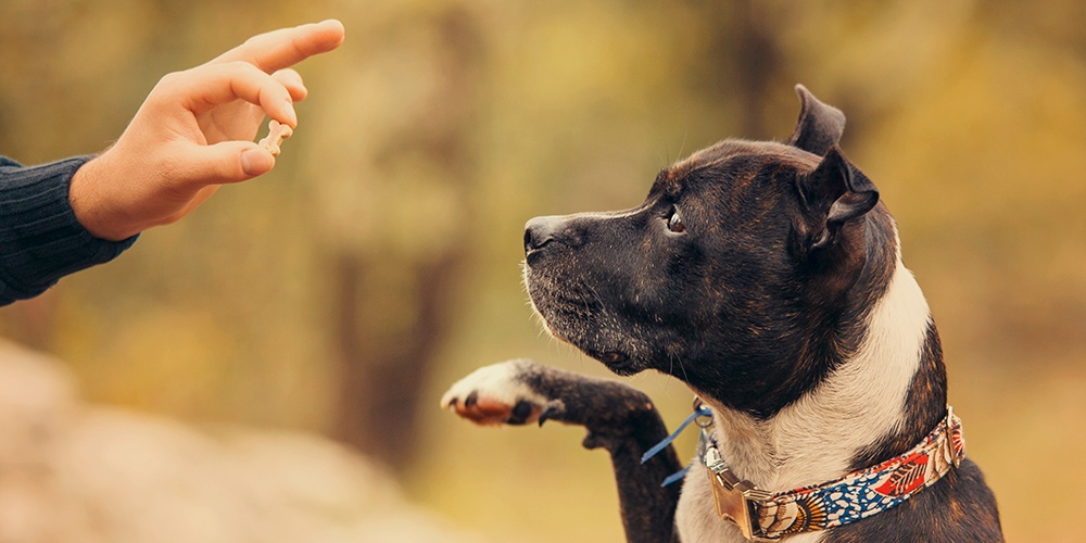 Köpeğiniz İçin En İyi Eğitim Teknikleri: Pozitif Pekiştirme ve Sosyalleşme Yöntemleri