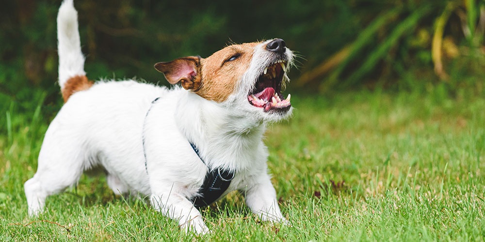 Köpeğinizin Davranış Problemlerini Nasıl Çözersiniz?