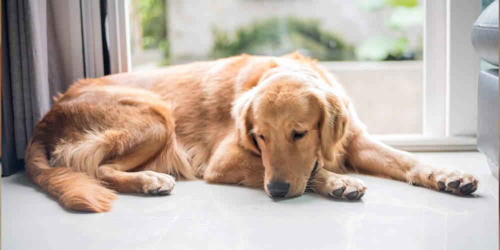 Köpekler neden strese girer?