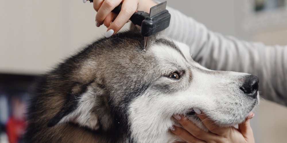 Köpeklerin tüylerini nasıl daha sağlıklı hâle getirebilirsiniz?