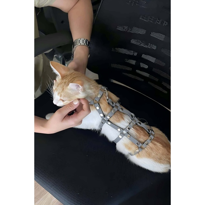 Renkli Karanlıkta Parlayan Harness Kedi Yürüme Tasması