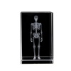 3D Kristal İnsan İskeleti Modeli