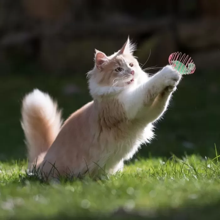 Yaylı Metal Fareli Kafes Kedi Oyun Topu Sıçrayan Spiral Kedi Topu (4434)