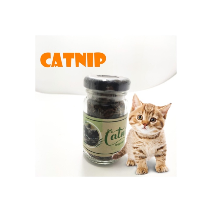 Catnip Doğal Kedi Otu - Kedi Nanesi