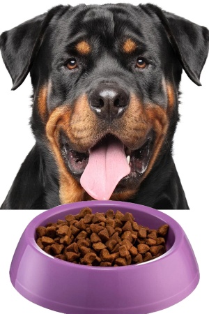 Küçük Boy Mama Kabı Su Kabı Evcil Hayvan Kedi Köpek Mama Kabı Çok Renkli 14cm Çap 1450