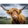 132737 Ravensburger, Highland Cattle - 300 Parça Puzzle