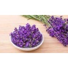 5 Adet Saksılı Tıbbi Lavanta - Lavandula Angustifolia Sevtopolis