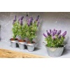 5 Adet Saksılı Tıbbi Lavanta - Lavandula Angustifolia Sevtopolis