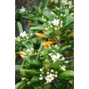 Pittosporum 20-25 Cm Çap