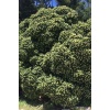 Pittosporum 20-25 Cm Çap