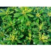 Pittosporum 20-25 Cm Çap