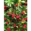 Kocayemiş Dağ Çileği Fidanı Arbutus unedo, 20-40 cm, Saksıda