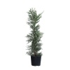 Leylandi Fidanı Cupressocyparis leylandii, +200 cm, Saksıda