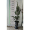 Leylandi Fidanı Cupressocyparis leylandii, +200 cm, Saksıda