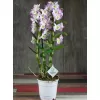 Dendrobium Mor ve Beyaz Bambu Orkide