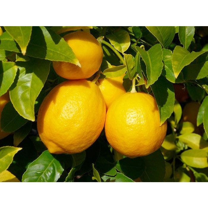 şeker tatlı limon Limon Fidanı