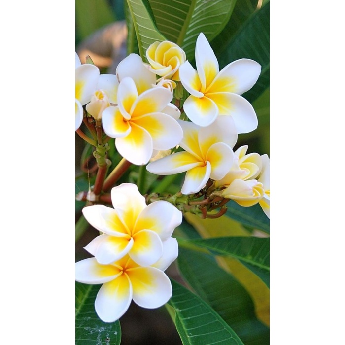 Saksıda Amerikan Fulu (Plumeria Alba) Ağacı Fidanı( boy 1m)