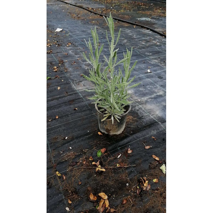 5 Adet Saksılı Tıbbi Lavanta - Lavandula Angustifolia Sevtopolis