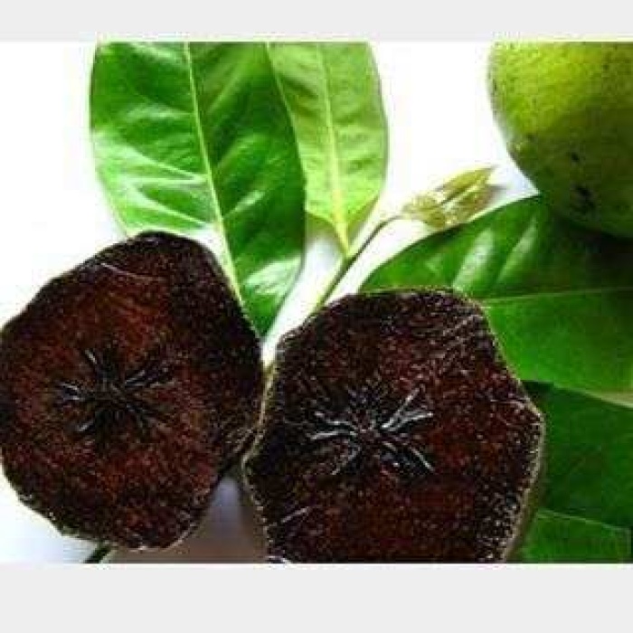 Black Sapote Çikolata Meyvesi, 20-40 Cm, Tüplü