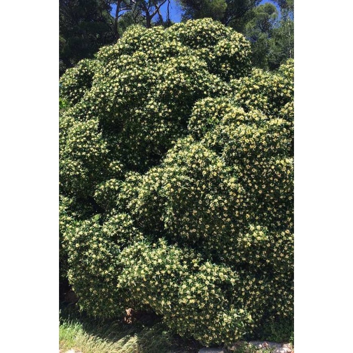 Pittosporum 20-25 Cm Çap