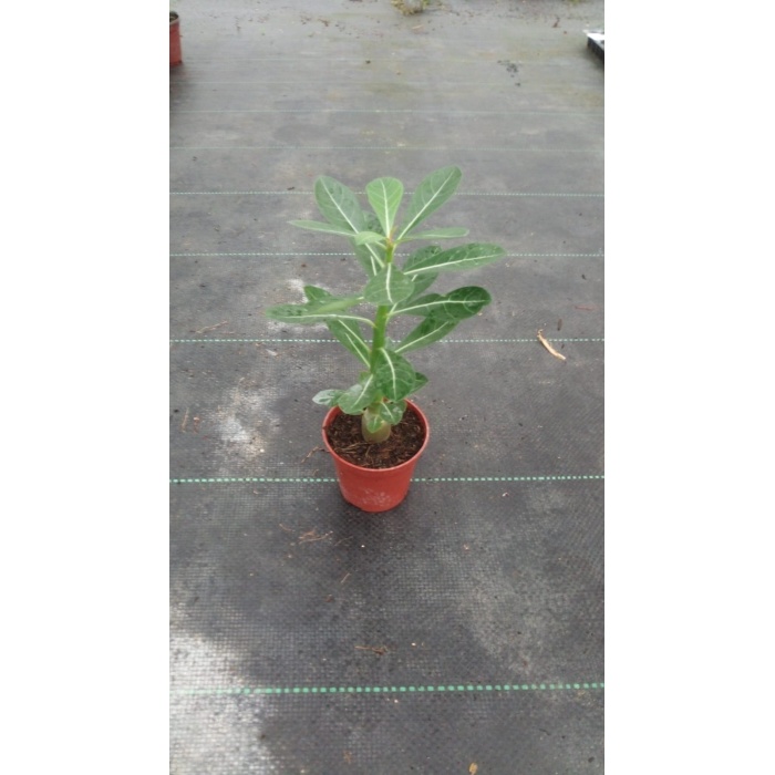 Adenium Obesum ( Desert Rose, Çöl Gülü ) 20 cm