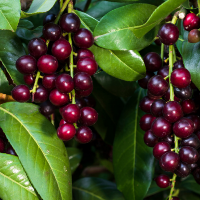 Karayemiş Fidanı Laz Kirazı Prunus laurocerasus, , Saksıda