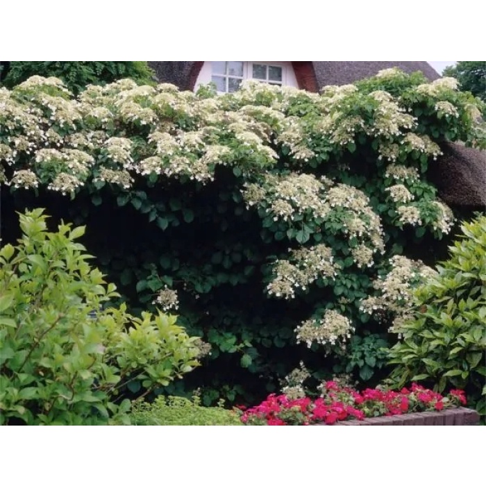 Sarmaşık Ortanca Hydrangea anomale Petiolaris, İTHAL, Saksıda