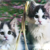 5d Elmas Boyama Sevimli Kediler İkili Kedi Resmi Tablosu 40x60 Cm