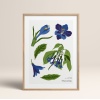 HOMEPACK AHŞAP ÇERÇEVELİ (tüm renkler) BLOSSOM TABLO  POSTER TABLO SETİ BLOSSOM/024