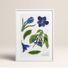 HOMEPACK AHŞAP ÇERÇEVELİ (tüm renkler) BLOSSOM TABLO  POSTER TABLO SETİ BLOSSOM/024