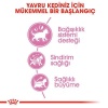 Royal Canin Kitten Yavru Kedi Maması 10 Kg