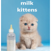 milk kittens