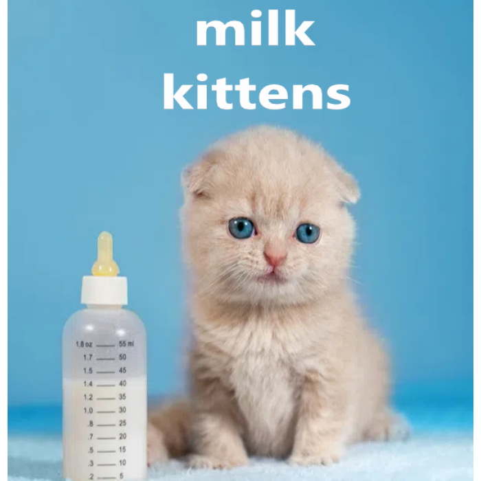 milk kittens