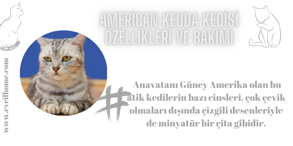 American Keuda Kedisi Özellikleri ve Bakımı