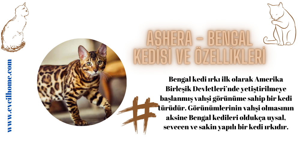 Ashera Bengal Kedisi Hakkında